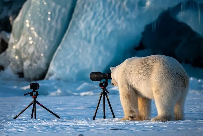 13. Медведь-фотограф (2018)