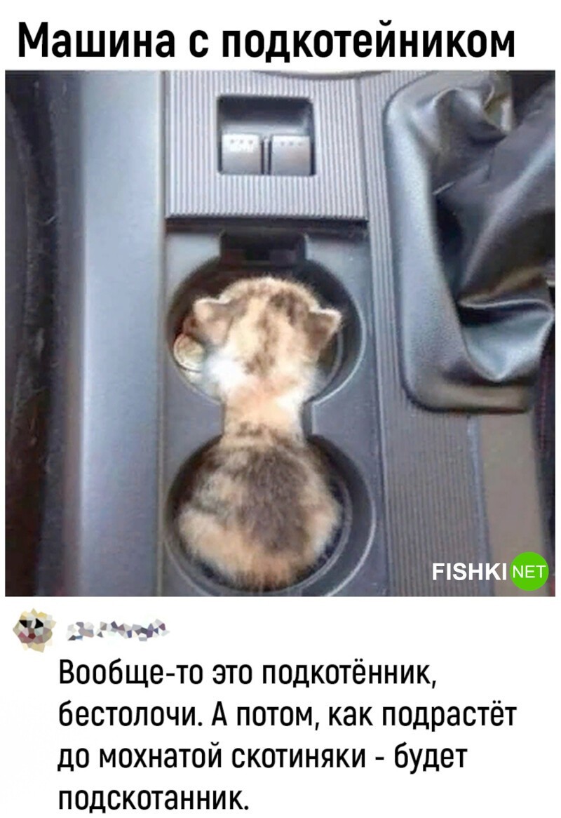 Действительно, коты — это жидкость