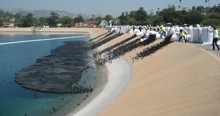 6. Водный заповедник Айвенго предотвратил превращение воды в канцерогенную, наполнив резервуары черными шариками. Дело в том, что химические вещества в воде, вступали в реакцию с солнцем, и выдавали канцерогенную реакцию