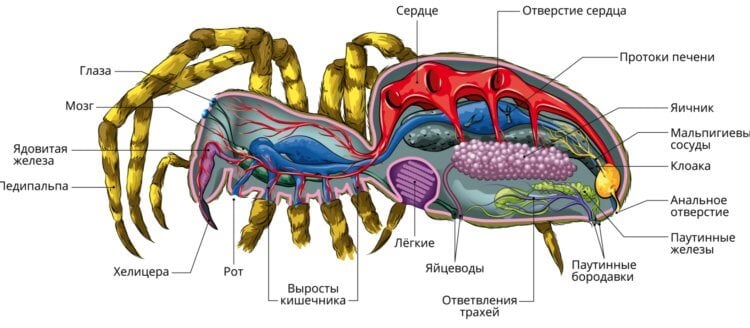 Из чего состоит яд пауков. Строение паука. Фото.