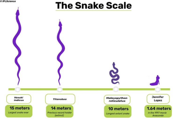 Почему древние животные такие большие. Сравнение древних змей и… актрисы Дженнифер Лопес. Источник изображения: iflscience.com. Фото.