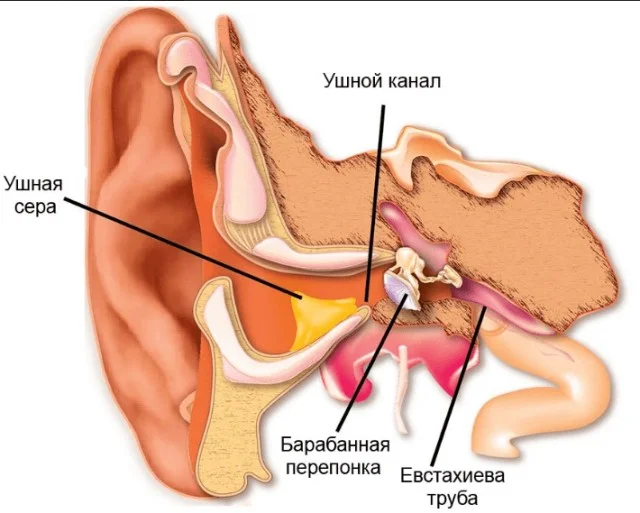 Уникальное место на коже человека, постоянно выделяющее яд