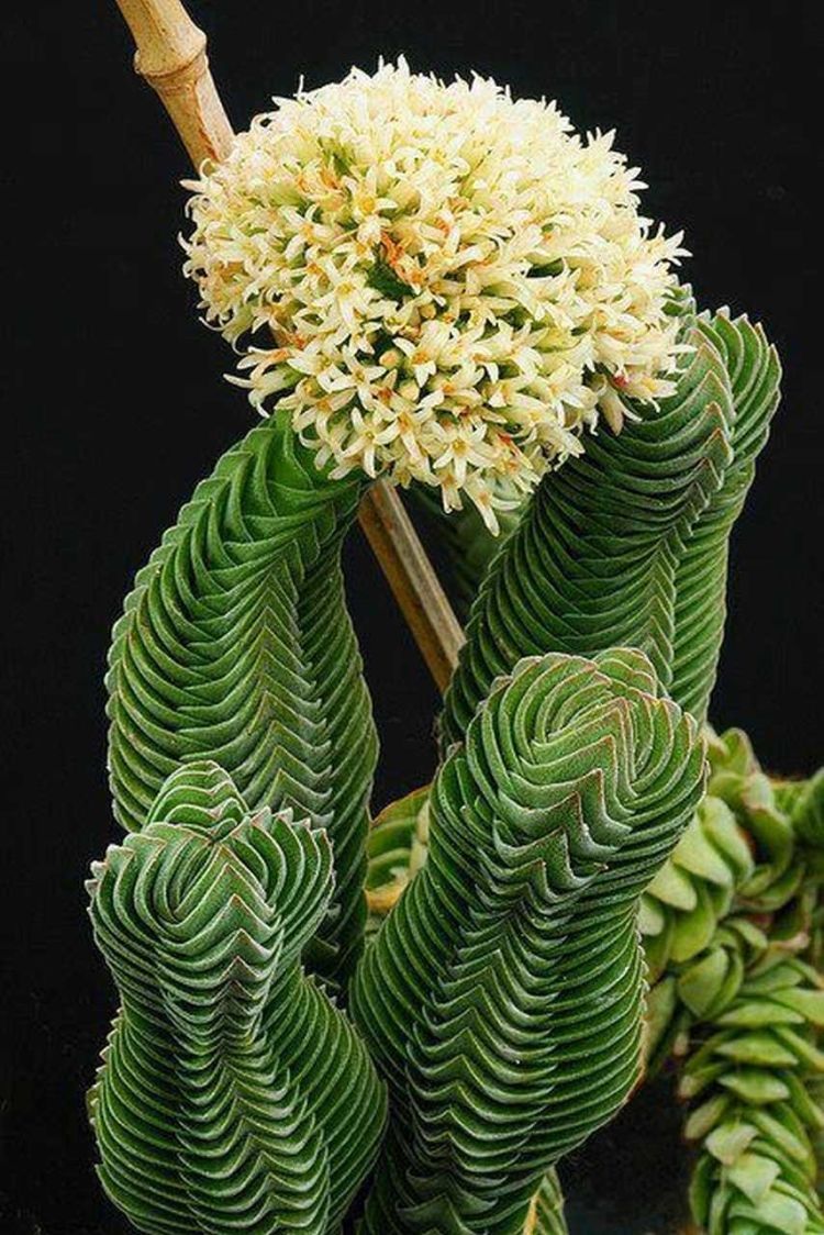 Bigpicture.ru Крассула Храм Будды (Crassula columnaris)