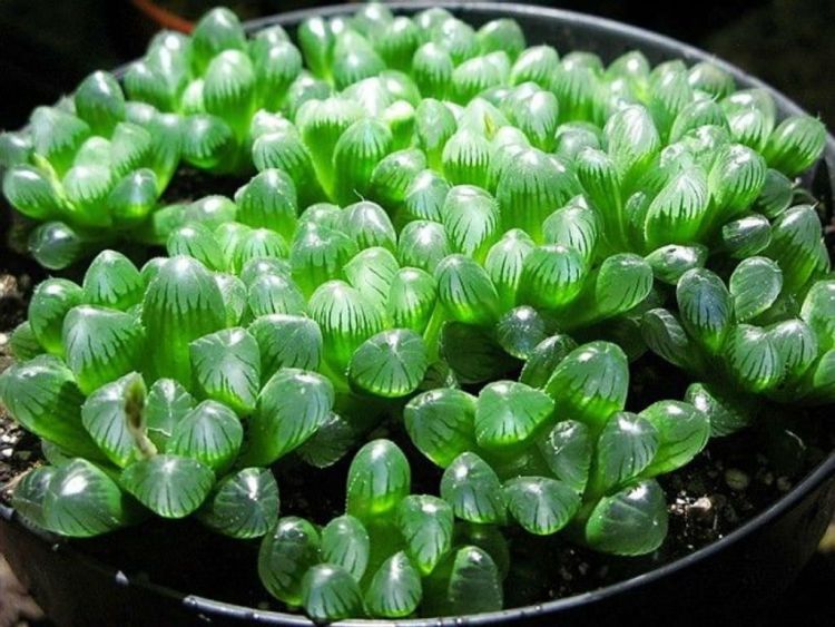 Bigpicture.ru Хавортия Купера (Haworthia Cooperi)