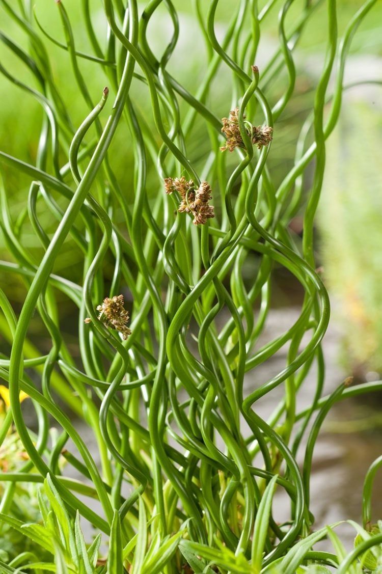 Bigpicture.ru Штопорная трава (Juncus effusus spiralis)