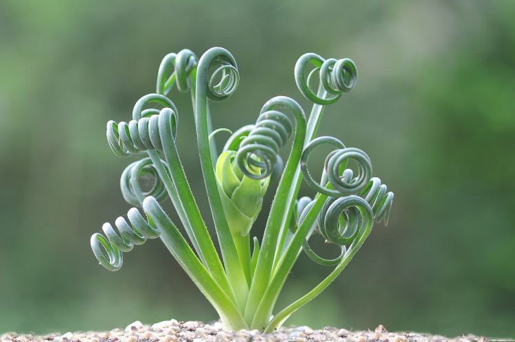 Bigpicture.ru Альбука спиральная (Albuca spiralis)