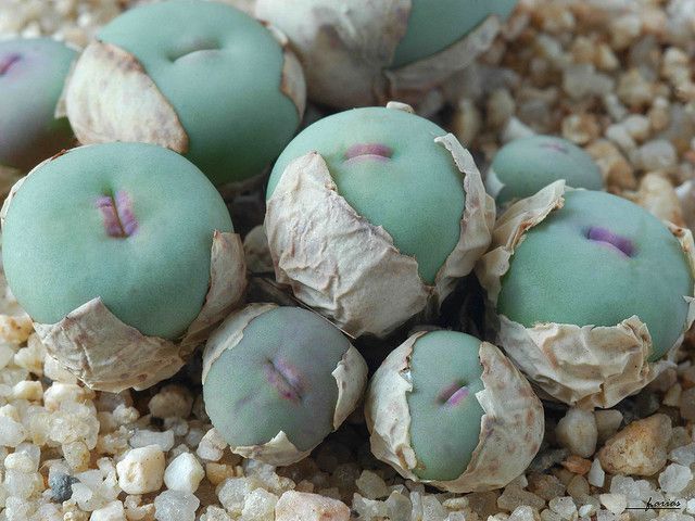 Bigpicture.ru Conophytum vanzylii