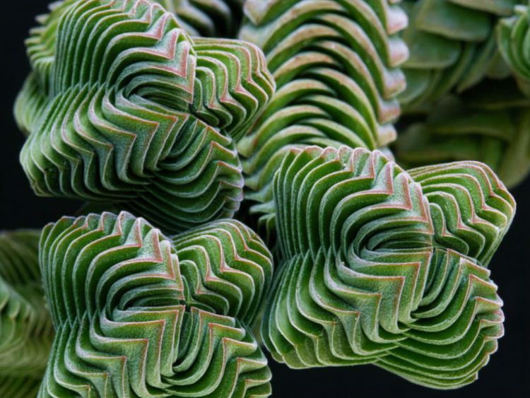 Bigpicture.ru Крассула Храм Будды (Crassula columnaris)