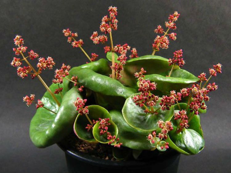 Bigpicture.ru Винная чаша (Crassula umbella)