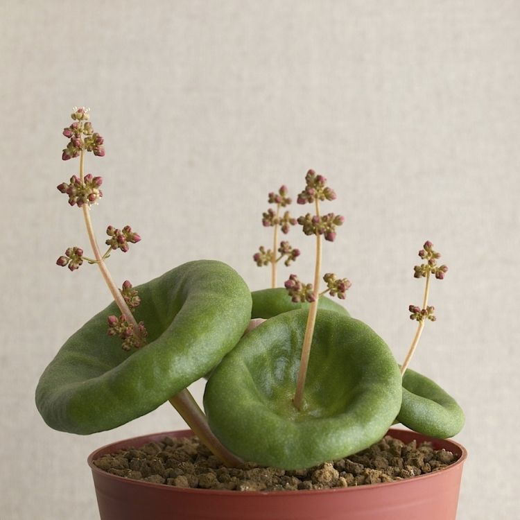 Bigpicture.ru Винная чаша (Crassula umbella)