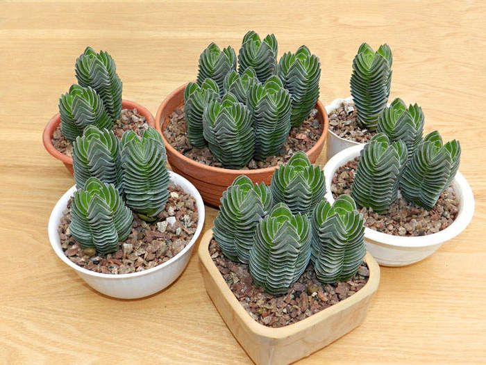 Bigpicture.ru Крассула Храм Будды (Crassula columnaris)