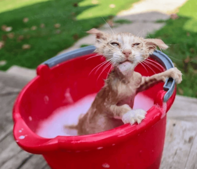 Коты, которые терпеть не могут водные процедуры