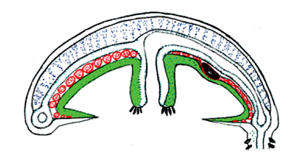 distribution_of_entocodon_derived_striated_and_smooth_muscle_in_the_medusa_bell_600.jpg