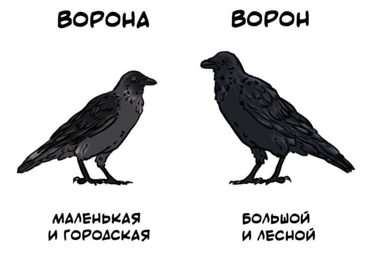 Ворона и ворон — это разные птицы. Отличия вороны от ворона. Источник изображения: otlichaet.com. Фото.