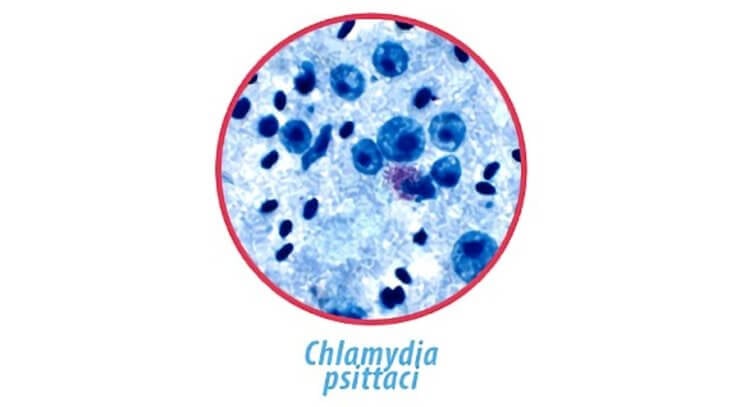 Вороны переносят болезни. Бактерии Chlamydia psittaci. Источник изображения: veterynar.online. Фото.