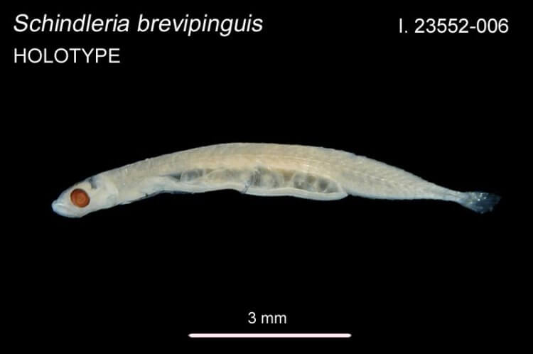 Еще один вид самых маленьких рыб. Schindleria brevipinguis живет в коралловых рифах. Источник фото: australian.museum. Фото.